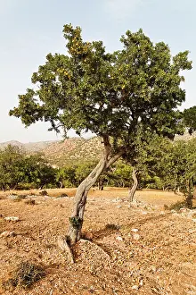 Argan: Argan