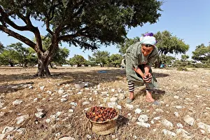 Collected: Argan