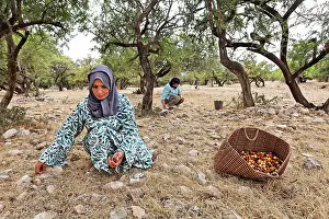 Collected: Argan