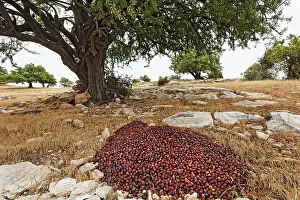 Collected: Argan