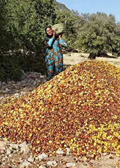 Collected: Argan