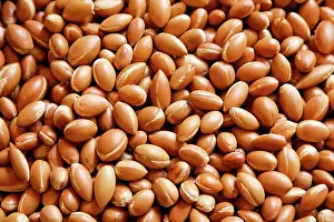 Argan: Argan