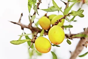 Argan: Argan