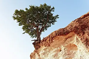 Clifftop: Argan
