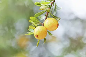 Argan: Argan