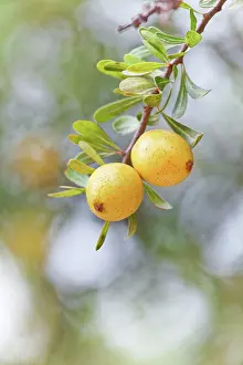 Argan: Argan