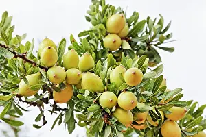 Argan: Argan