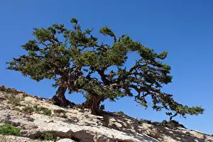 Argan: Argan Tree
