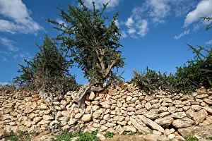 Argan: Argan Tree