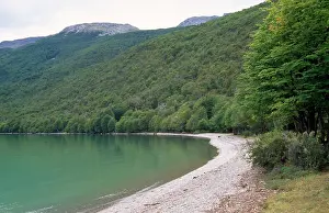 Fuego: Argentina - Austral Beech Forest, Tierra del Fuego