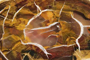 Petrified: Argentina. Close-up of petrified wood