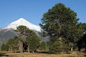 Araucaria: Argentina - Lanin Volcano (3, 776 m) and Araucaria