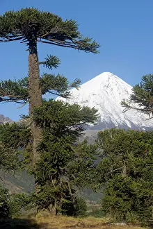 Araucaria: Argentina - Lanin Volcano (3, 776 m) and Araucaria