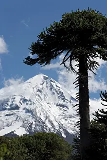 Araucaria: Argentina - Lanin Volcano (3, 776 m) and Araucaria
