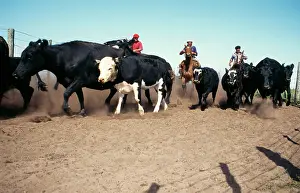Mustering: Argentina - men on horses rounding up livestock
