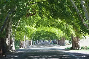 Diminishing: Argentina, Mendoza Province, Lujan de Cuyo