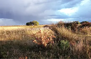 Pampa: ARGENTINA - PAMPA