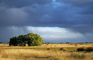 Pampa: ARGENTINA - Pampa - ombu bush / tree