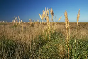 Pampa: Argentina - Pampa Salado Depression