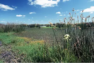 Pampa: ARGENTINA - PAMPA WETLANDS