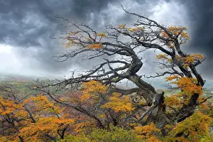 Winds: Argentina, Patagonia. Fierce winds have shaped these trees