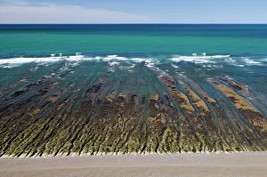 Caleta: Argentina, Patagonia, Province Chubut: Valdes Peninsula.Low