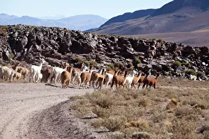 Llama: Argentina, Province Catamarca, llamas in