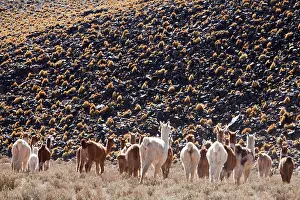 Llama: Argentina, Province Catamarca, llamas in