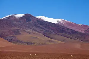 Puna: Argentina, Province Catamarca, vicunas in