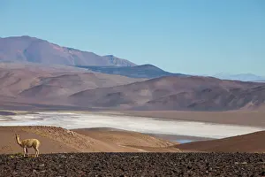 Puna: Argentina, Province Salta, vicuna with view