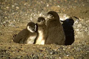 Magellanic: Argentina, Punta Tombo, Chubut Province