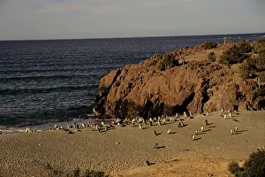Army: Argentina, Punta Tombo, Chubut Province