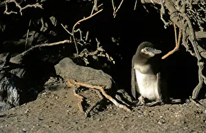 Waiting: Argentina, Punta Tombo, Chubut Province