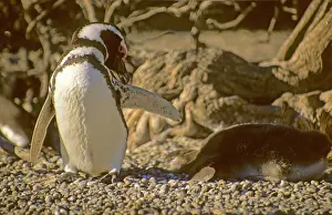 Waving: Argentina, Punta Tombo, Chubut Province