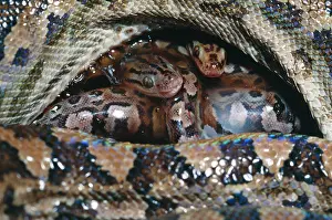 Epicrates: Argentina Rainbow Boa - Young just after birth