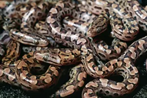 Epicrates: Argentina Rainbow Boa - Young just after birth