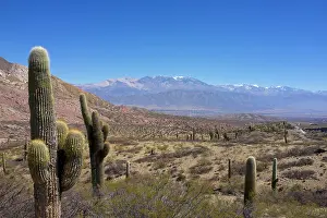 Salta: Argentina, Salta, Cardones National Park