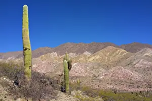 Salta: Argentina, Salta, Cardones National Park