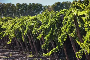 Salta: Argentina, Salta Province, Cafayate. Vineyard