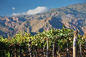 Salta: Argentina, Salta Province, Cafayate. Vineyard