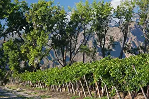 Salta: Argentina, Salta Province, Cafayate. Vineyard
