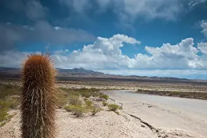 Salta: Argentina, Salta Province, Los Cardones