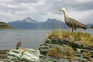 Fuego: Argentina, Tierra del Fuego National Park