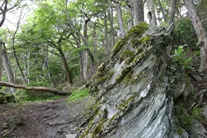 Fuego: Argentina, Tierra del Fuego National Park
