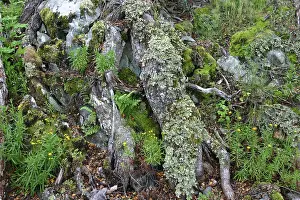 Fuego: Argentina, Tierra del Fuego National Park