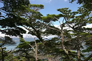 Fuego: Argentina, Tierra del Fuego National Park