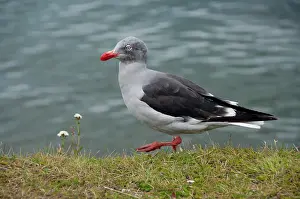 Fuego: Argentina, Ushuaia. Immature Dolphin gull