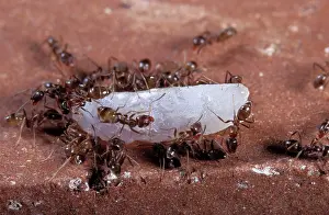 Humilis: Argentine Ants - on rice grain