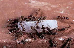 Humilis: Argentine Ants - on a rice grain