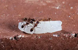 Humilis: Argentine Ants - on a rice grain